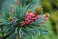Pinus parviflora Tempelhof IMG_4941 Sosna drobnokwiatowa